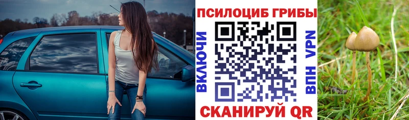Купить где  Малая Вишера  Галлюциногенные грибы Psilocybe 